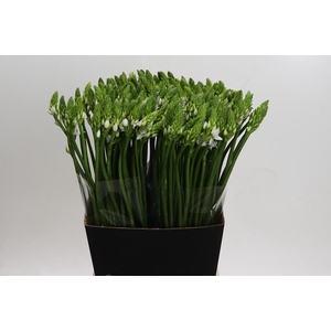 Ornithogalum Thyrsoides