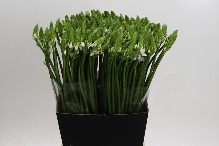 <h4>Ornithogalum Thyrsoides</h4>