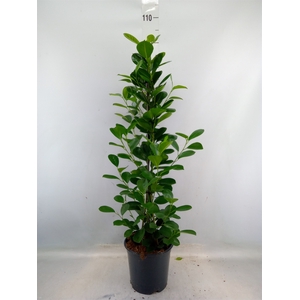 Ficus microcarpa 'Moclame'