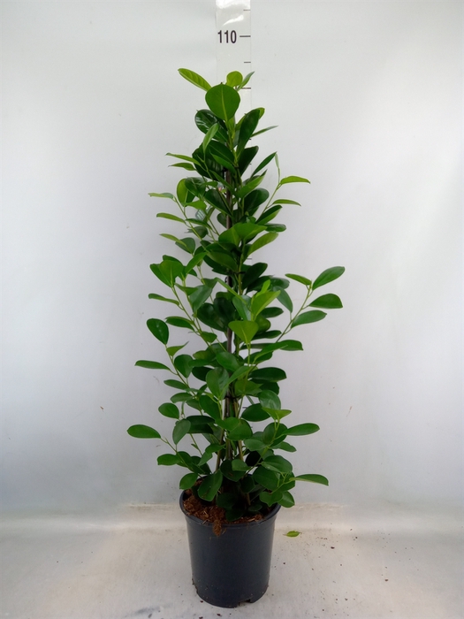 <h4>Ficus microcarpa 'Moclame'</h4>