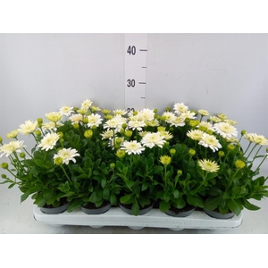 Osteospermum  '3D White'