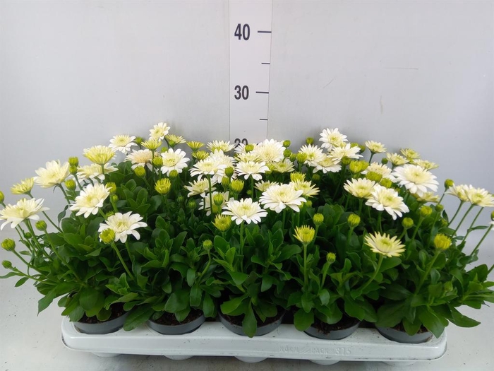 <h4>Osteospermum  '3D White'</h4>