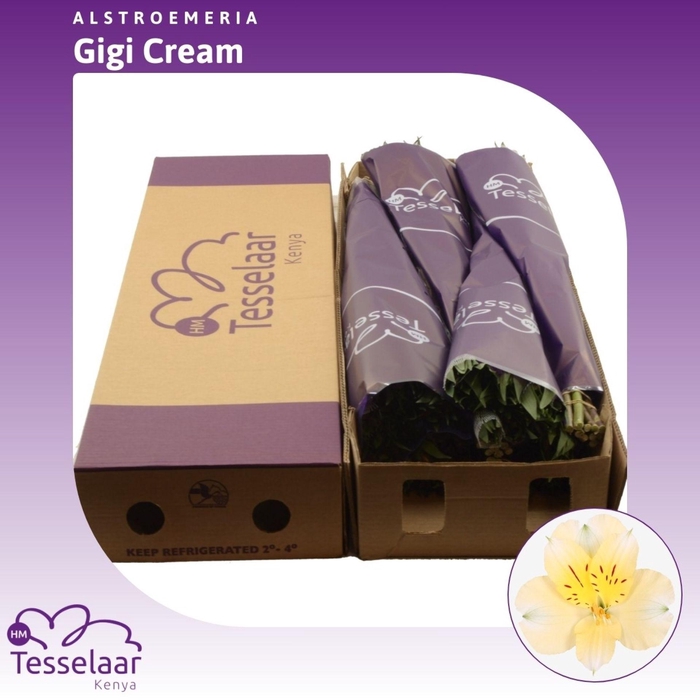 <h4>Alstroemeria Gigi Cream | Heavy Quality</h4>