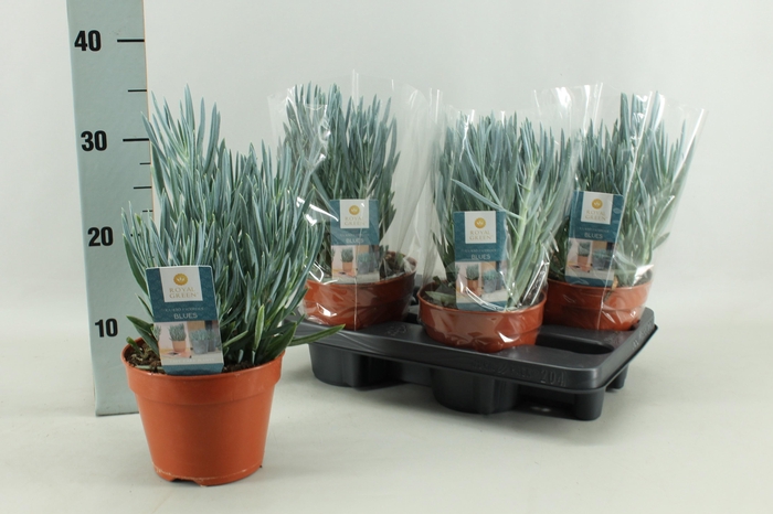 <h4>CURIO FIC BLUES</h4>