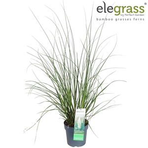 Cortaderia selloana