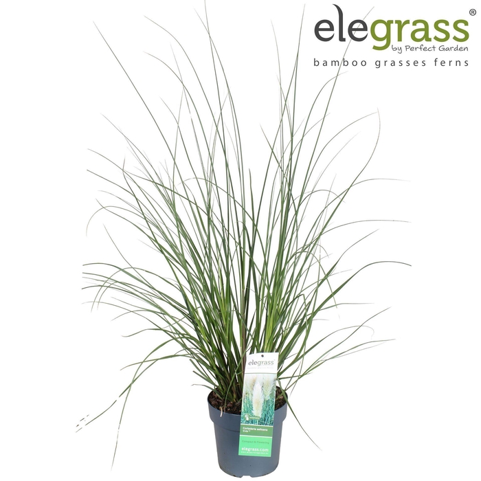 <h4>Cortaderia selloana</h4>
