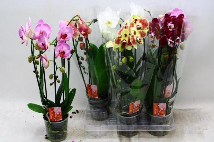 <h4>PHAL EL CASCADE</h4>