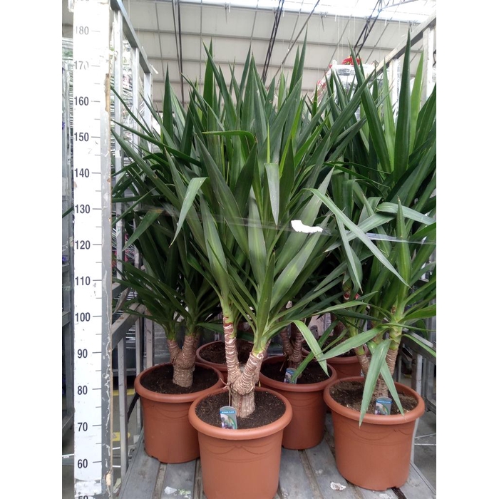 <h4>Yucca elephantipes   ...</h4>