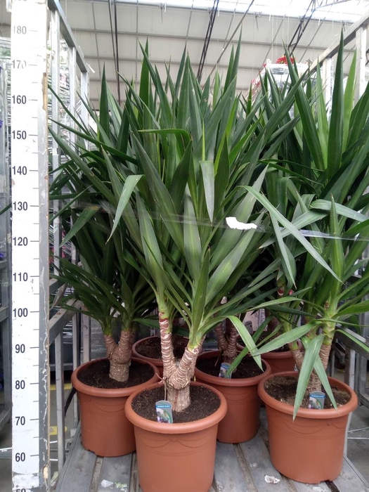 <h4>Yucca elephantipes   ...</h4>