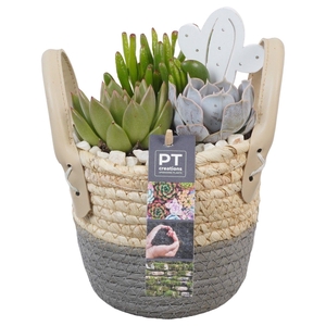 PTSU8492 Arrangement Succulenten in rieten mand