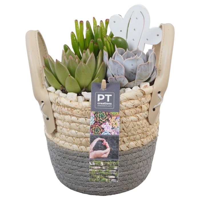 <h4>PTSU8492 Arrangement Succulenten in rieten mand</h4>