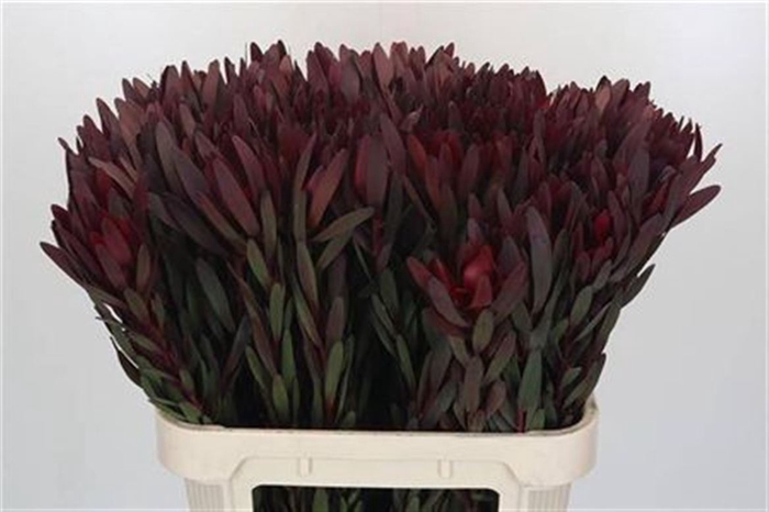<h4>Leucad Saf Sunset Dark R.</h4>