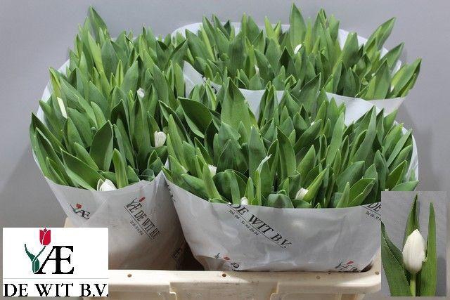 <h4>TU EN ROYAL VIRGIN</h4>