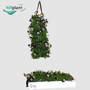 VIO CO EM JOLLY FACE