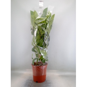 Schefflera actin. 'Amate'