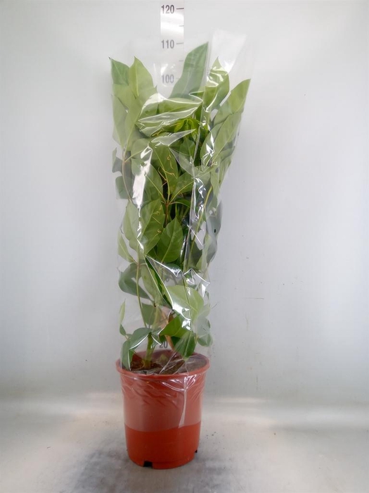 <h4>Schefflera actin. 'Amate'</h4>