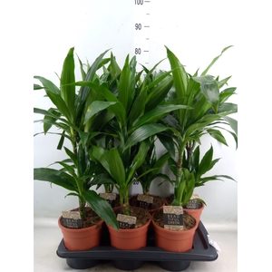 Dracaena frag. 'Janet Craig'