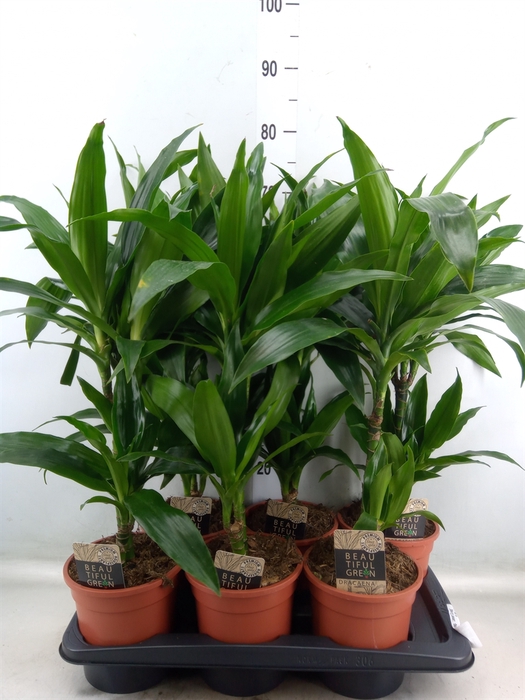 <h4>Dracaena frag. 'Janet Craig'</h4>