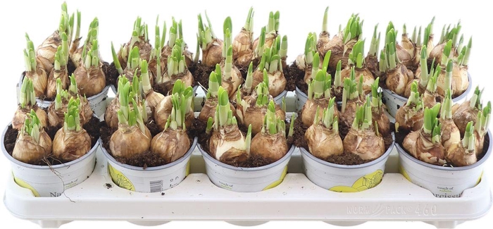 <h4>Narc O Tete A Tete</h4>