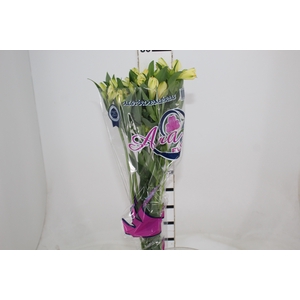 ALSTROEMERIA MELLOW YELLOW 080 CM