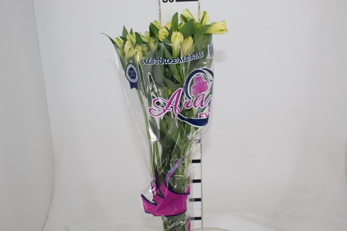 <h4>ALSTROEMERIA MELLOW YELLOW 080 CM</h4>