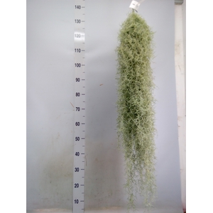 Tillandsia usneoides