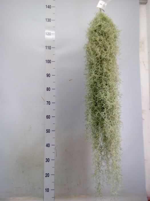 <h4>Tillandsia usneoides</h4>