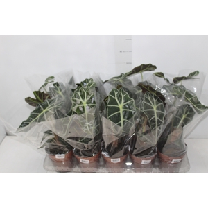 ALOCASIA POLLY P12