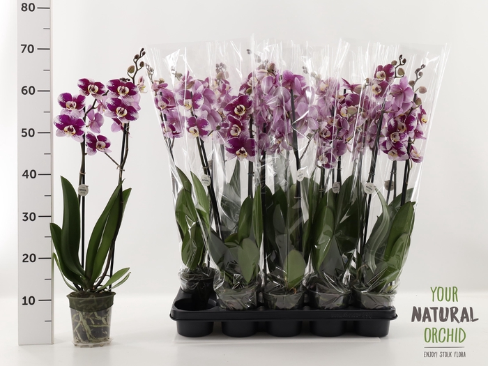 <h4>PHAL AN BARCELONA</h4>