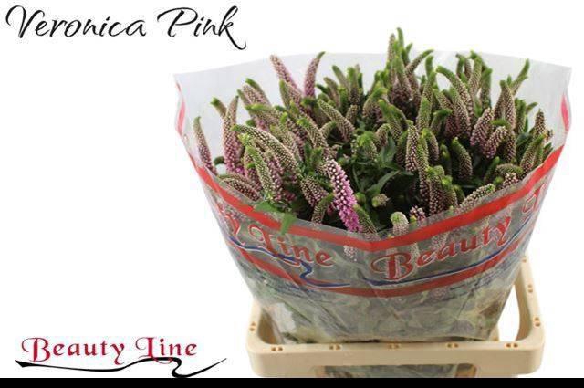 <h4>VERON L SKYLER PINK</h4>