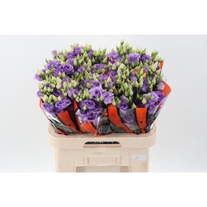 Eus G Corelli Lavend