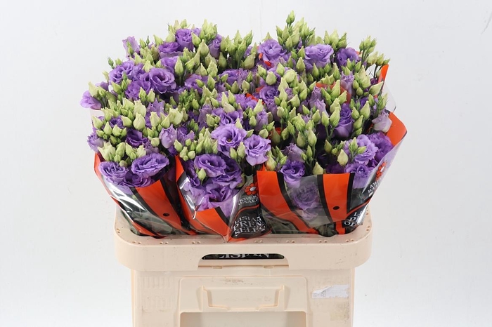 <h4>Eus G Corelli Lavend</h4>