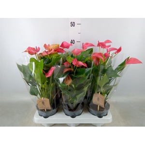 Anthurium  'FC Romantico'