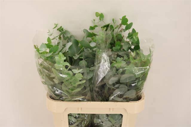 <h4>EUC CINEREA PER BOS</h4>