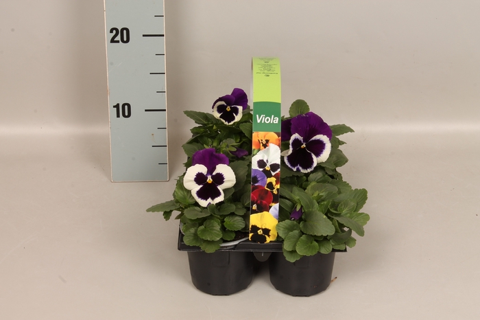 Viola wittrockiana sixpack F1 Violet & White