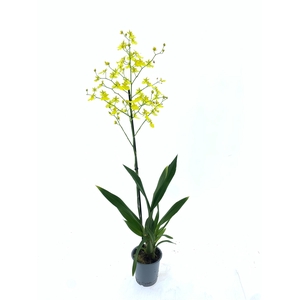 ONCIDIUM OV