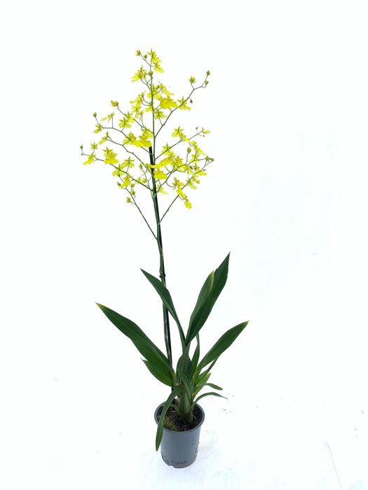 <h4>ONCIDIUM OV</h4>
