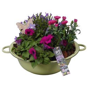 PTPP6851 Arrangement Patio in metalen schaal