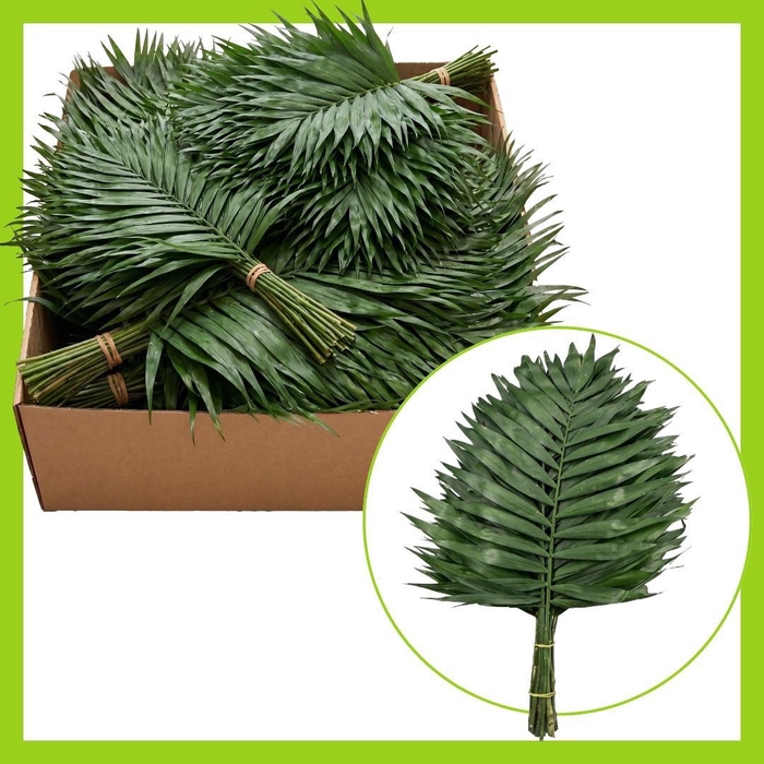 <h4>Chico Jumbo</h4>