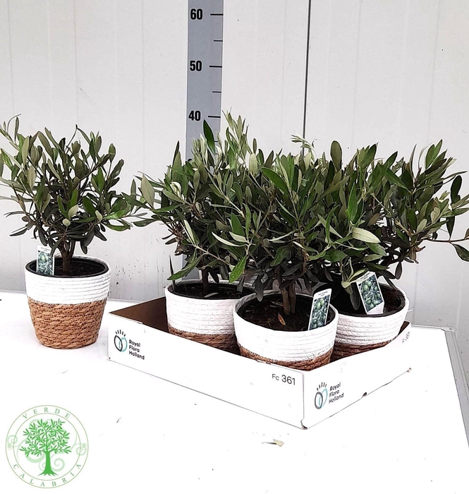 <h4>OLEA EUROPAEA</h4>