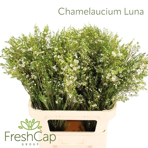 Chamelaucium Luna