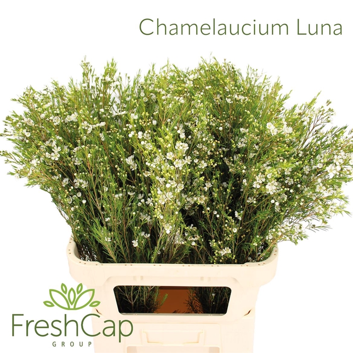 <h4>Chamelaucium Luna</h4>