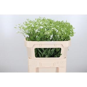 Saponaria Wit Per Bos