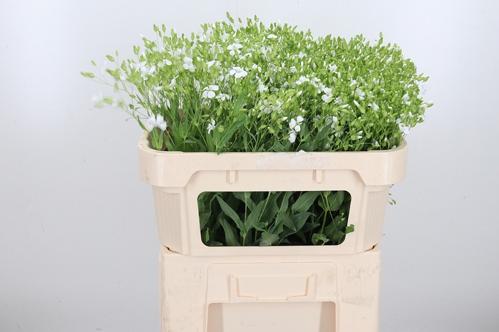 <h4>Saponaria Wit Per Bos</h4>