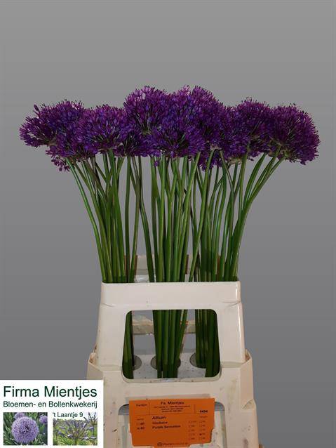 <h4>Allium Purple Sens</h4>
