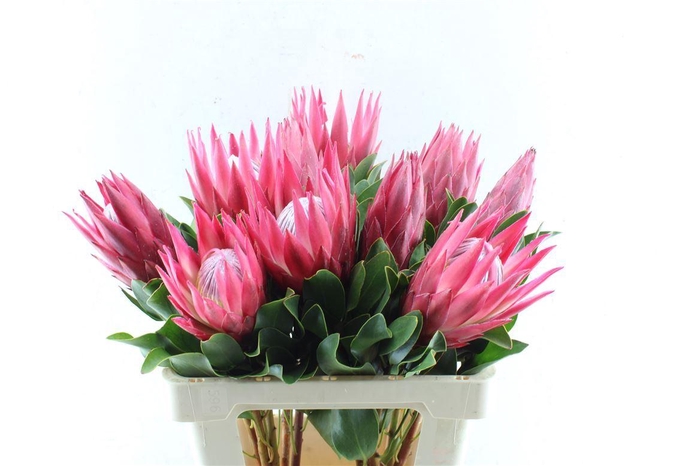 <h4>Protea Cy Madiba</h4>