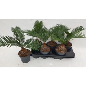 CYCAS REVOLUTA
