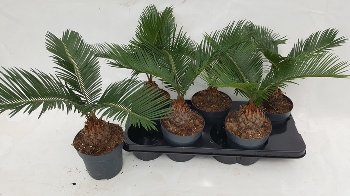 <h4>CYCAS REVOLUTA</h4>