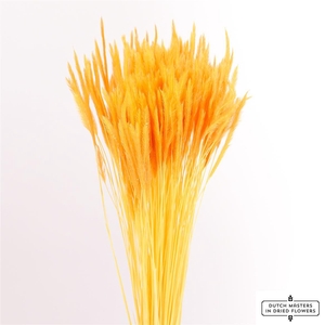 Dried Silk Worms Extra Orange Bunch