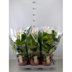 Anthurium andr. 'Alpine'